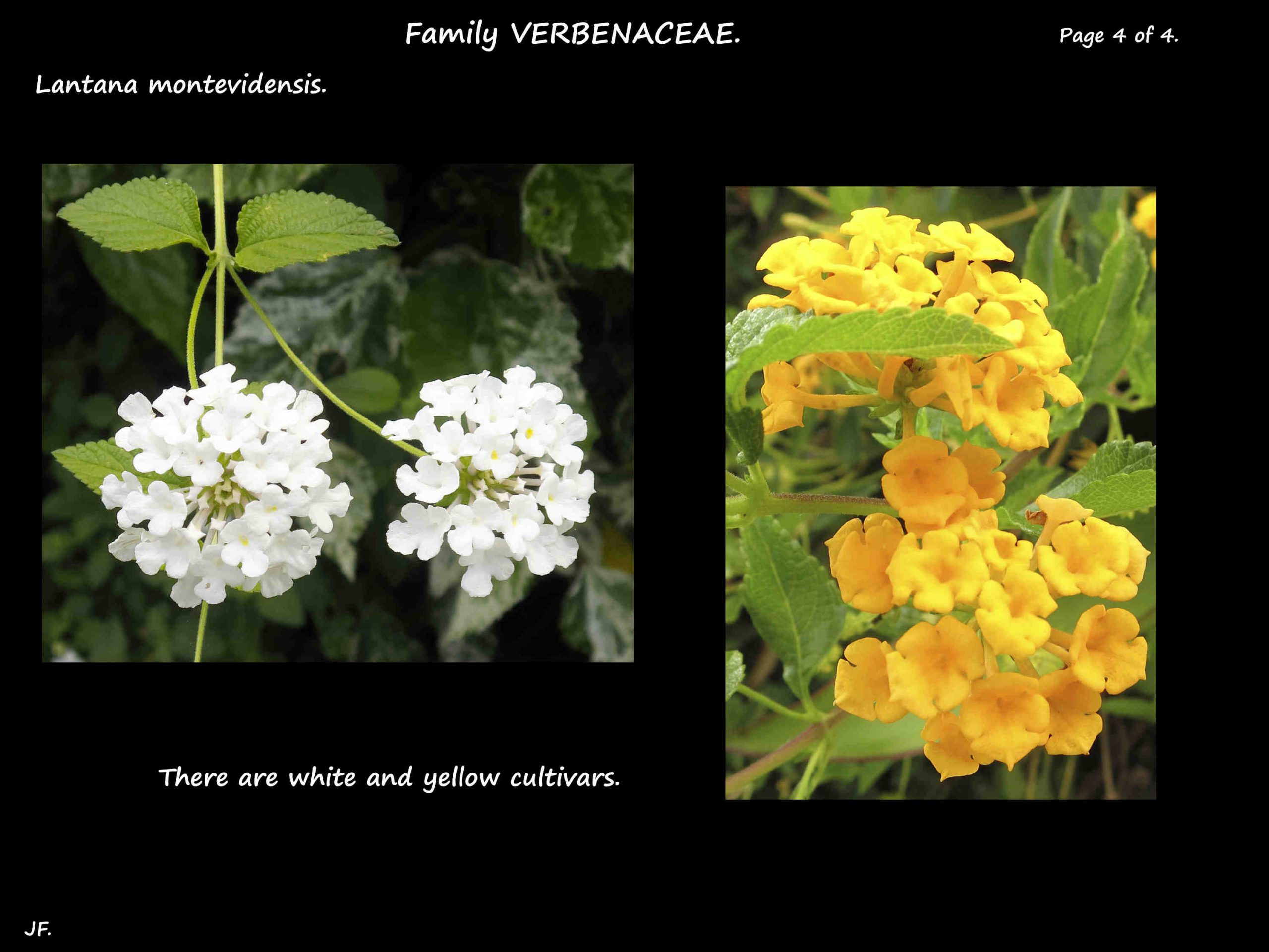 4 Lantana montevidensis cultivars